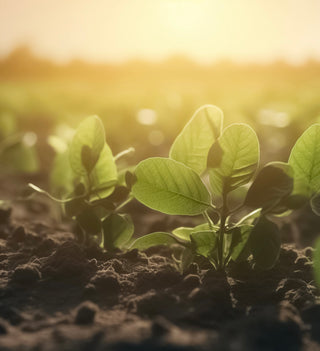 The Significance of Selecting Locally Sourced and Organically Grown Ingredients: A Holistic Approach to External and Internal Wellness